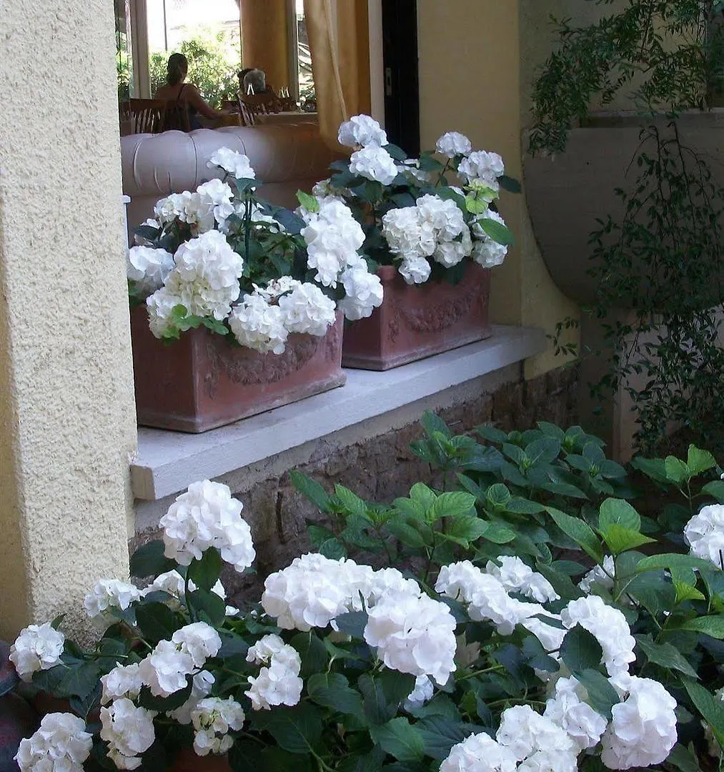 Hotel Sylvia Lido di Camaiore Włochy